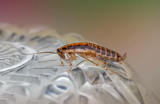 Insect Removal