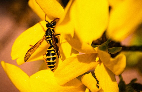 Wasps and Bees Removal