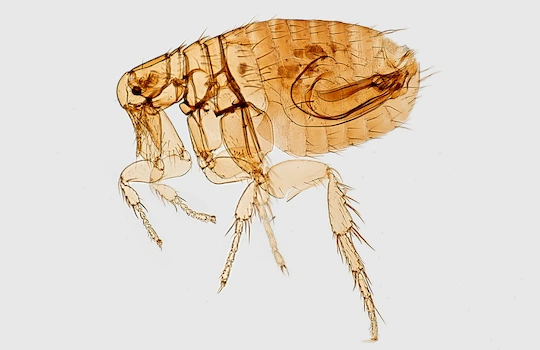 Flea removal